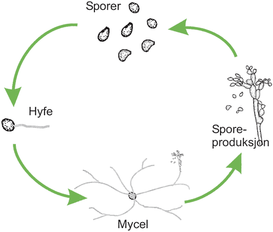 Fig. v